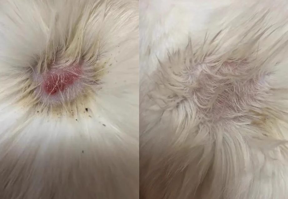 治疗猫癣用什么药?