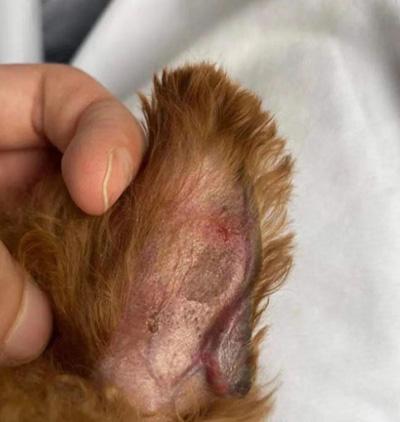 狗狗耳朵长癣掉毛应该怎么处理?