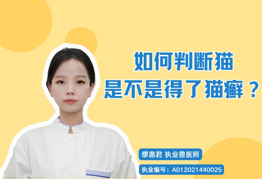 如何判断猫是不是得了猫癣?