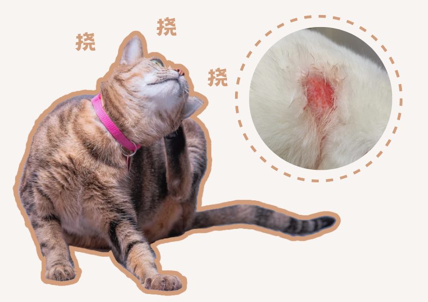 猫咪皮肤过敏怎么治?