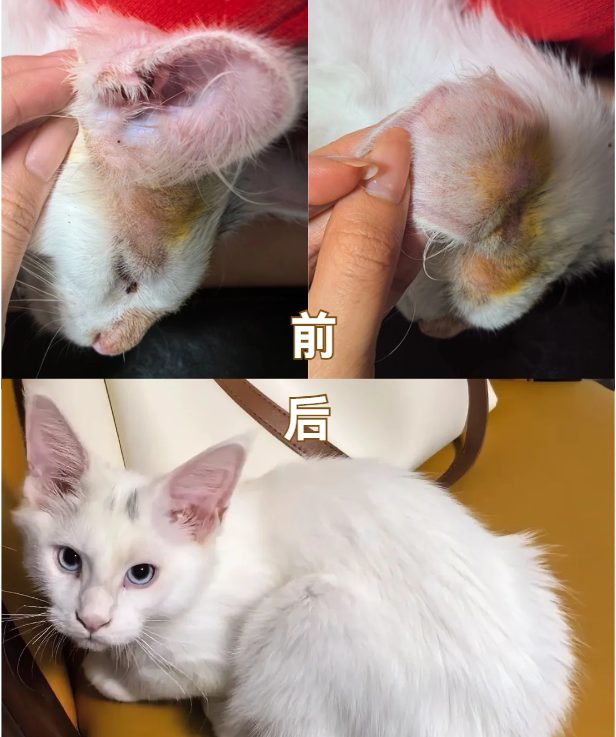 猫咪皮肤过敏用什么药?