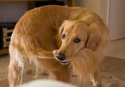 狗狗啃毛行为的真相与解决方案