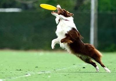 狗狗皮肤病反复?一招提升爱犬免疫力!