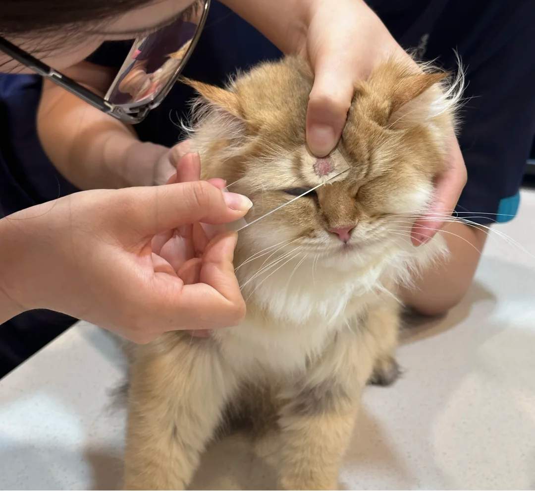 猫咪皮肤刮片检查