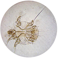 狗狗感染疥癣难根治?或许是方法不对