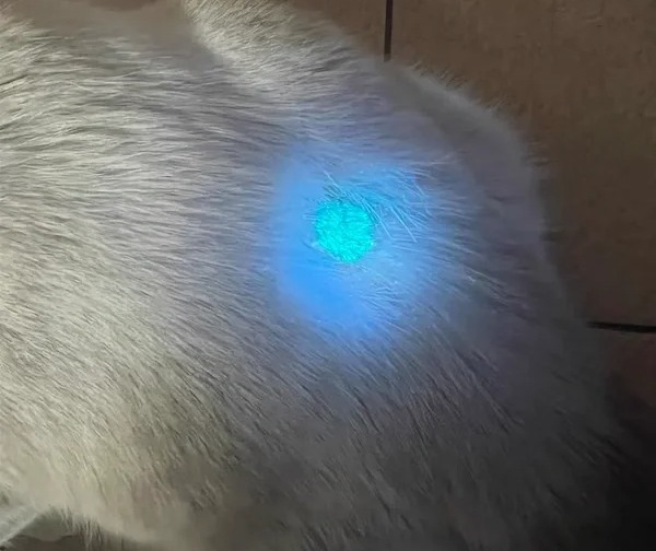 猫咪掉毛是猫癣的症状吗?