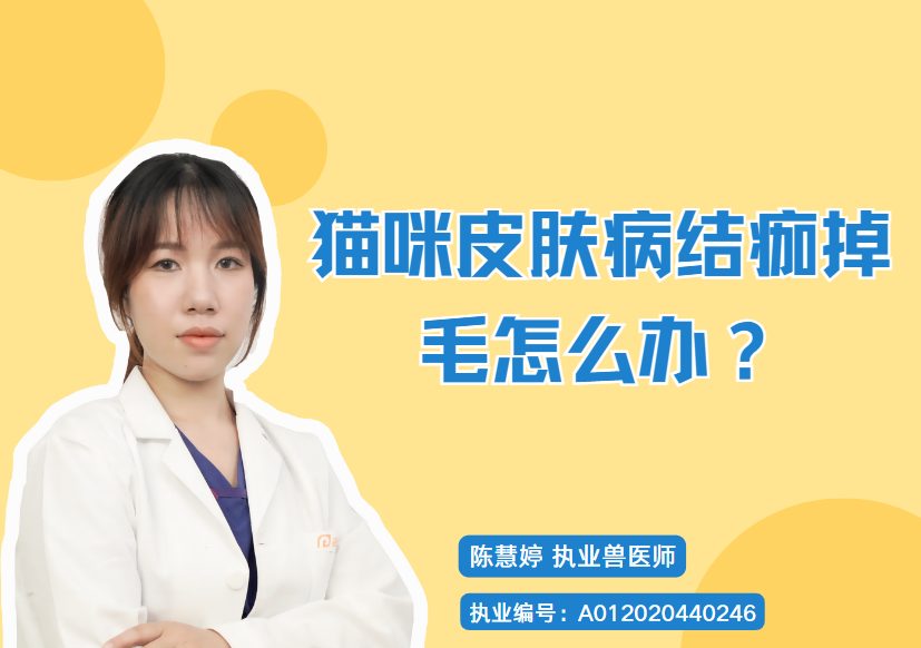 猫咪皮肤病结痂掉毛怎么办?