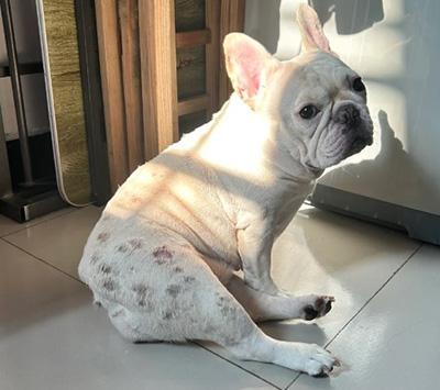 狗狗皮肤病好了但是皮肤变黑不长毛,这是什么原因?