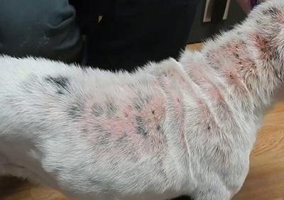 狗狗感染疥癣难根治?或许是方法不对