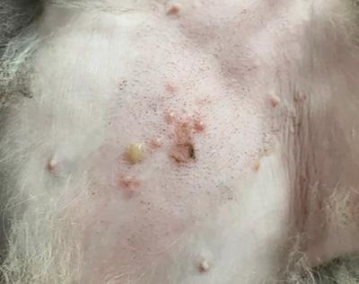 狗狗长脓包应该如何正确处理?