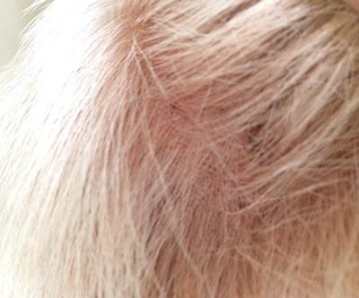 狗狗皮肤发红一定是皮肤病吗？当然不是