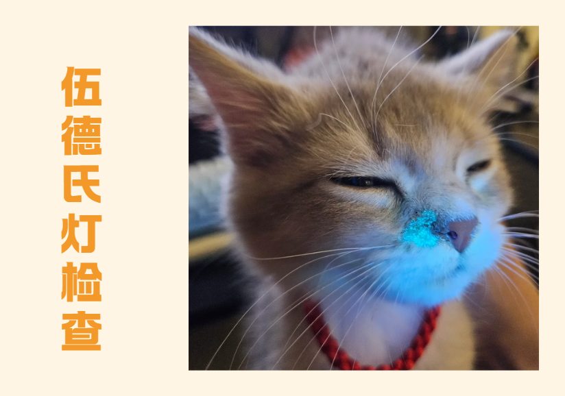 猫癣怎么诊断？