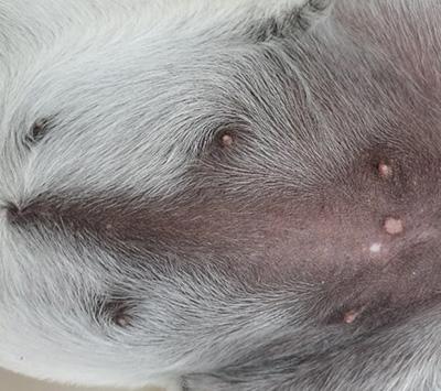 狗狗皮肤病好了但是皮肤变黑不长毛,这是什么原因?