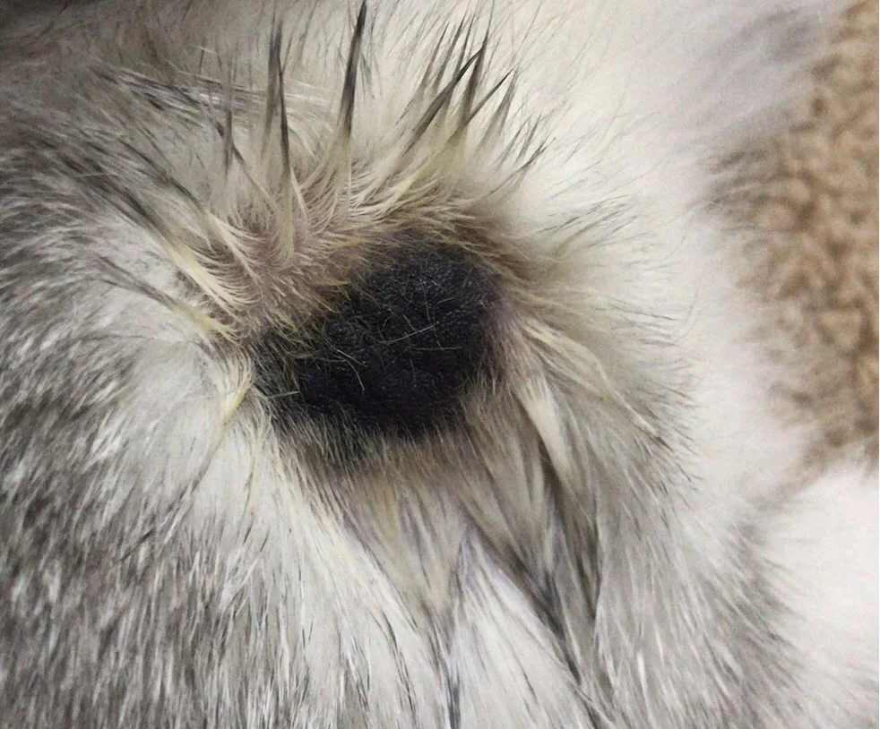 猫癣处变成黑色结痂