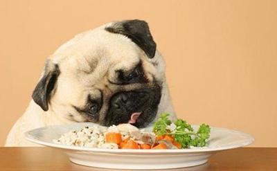 狗狗皮肤病反复?一招提升爱犬免疫力!