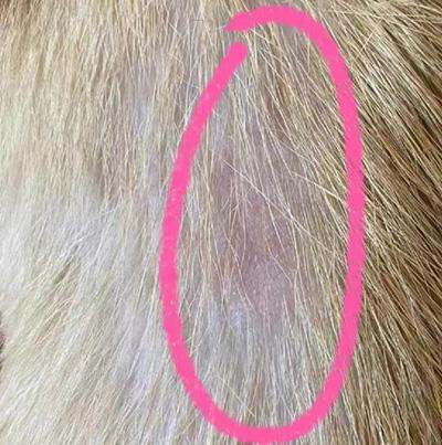 狗狗得皮肤病毛发变秃？别再拖了