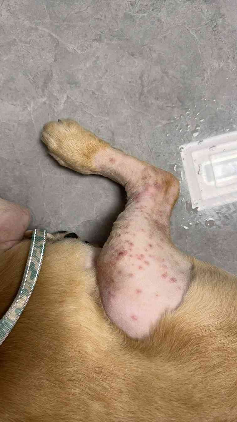 狗狗湿疹