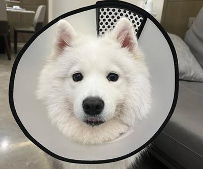 狗狗长脓包应该如何正确处理?