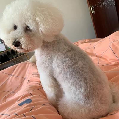 狗狗皮肤病好了但是皮肤变黑不长毛,这是什么原因?