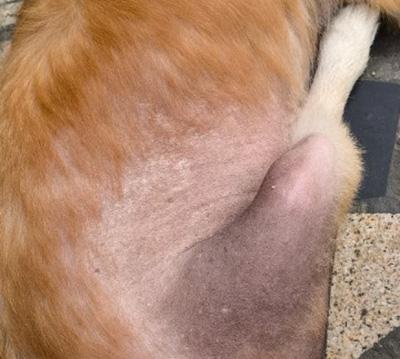 狗狗皮肤病好了但是皮肤变黑不长毛,这是什么原因?