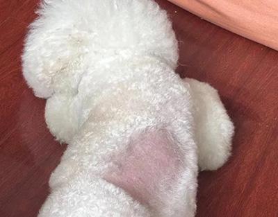 狗狗得皮肤病毛发变秃？别再拖了