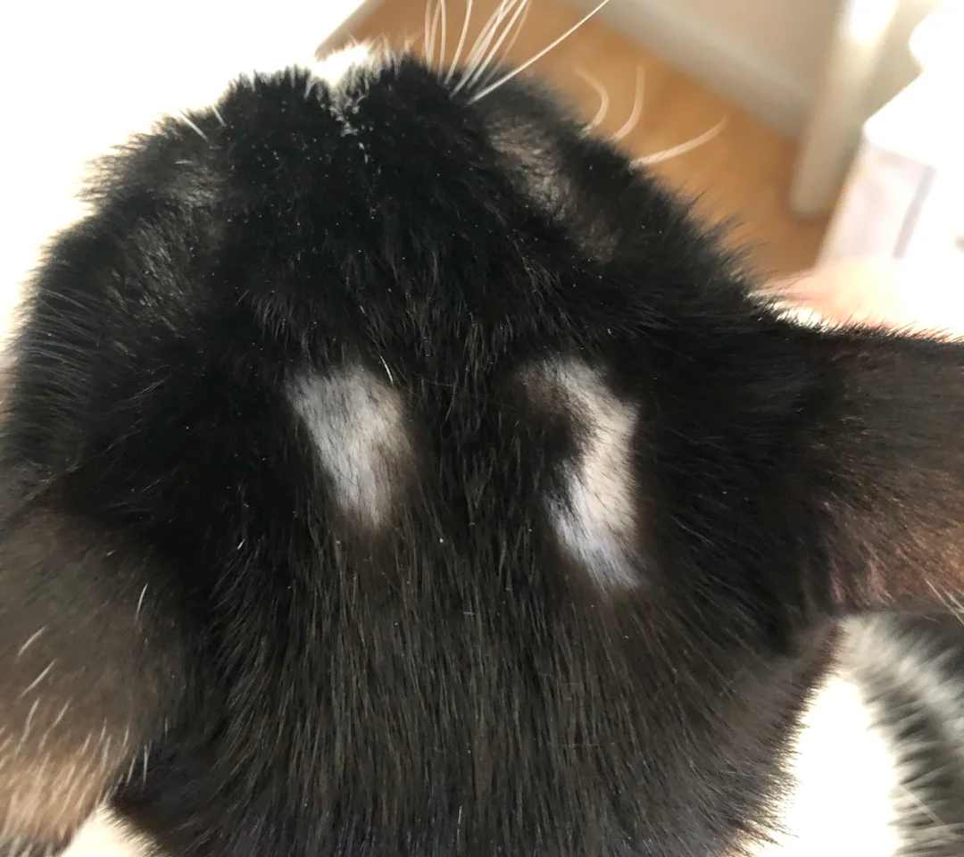 小猫头上掉毛秃了一块是癣吗?