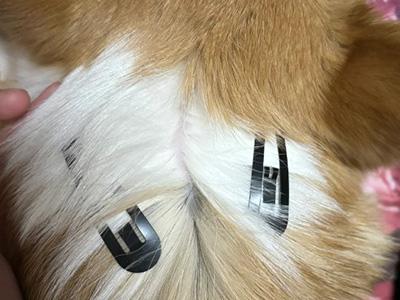 狗狗皮肤病反复?一招提升爱犬免疫力!