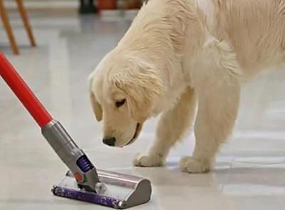 狗狗皮肤病反复?一招提升爱犬免疫力!