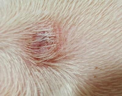 狗狗长脓包应该如何正确处理?