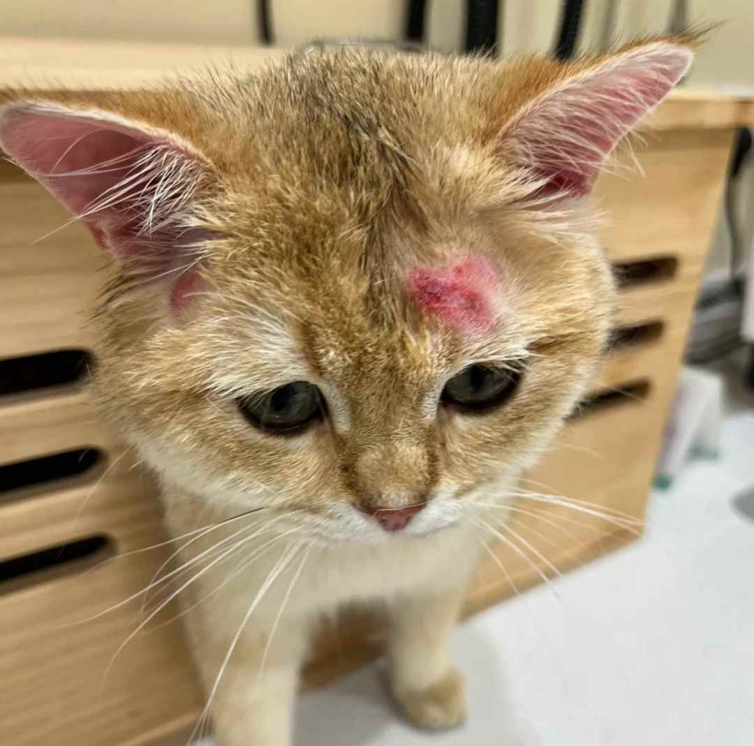 猫癣结痂怎么清理？