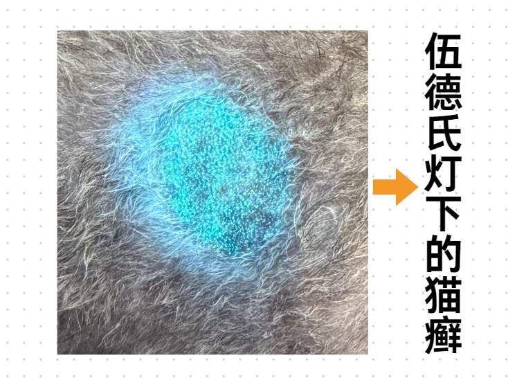 猫癣怎么诊断?
