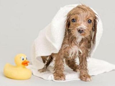 狗狗皮肤病好了但是皮肤变黑不长毛,这是什么原因?