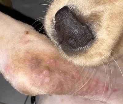 狗狗长脓包应该如何正确处理?