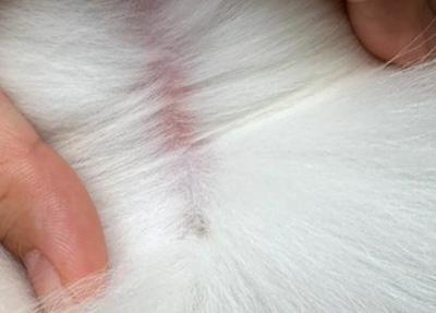 狗狗皮肤发红一定是皮肤病吗？当然不是