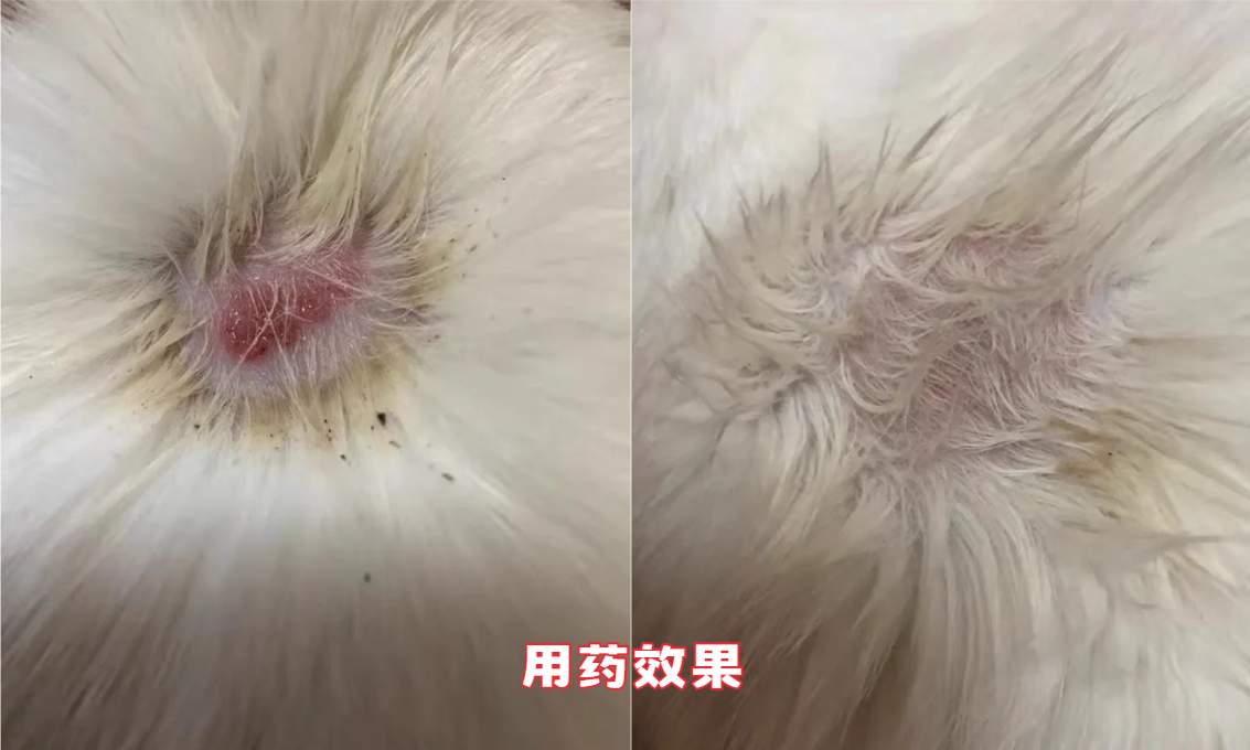 猫癣怎么治疗?