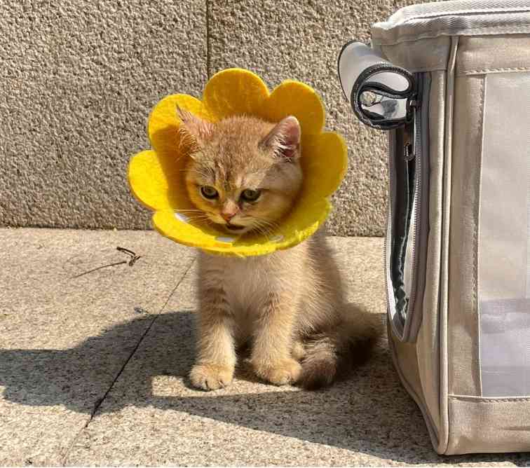 猫癣其实不用治