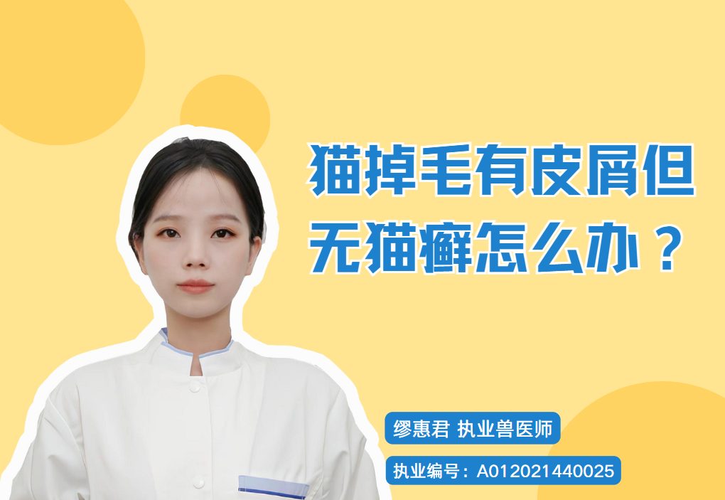 猫掉毛有皮屑怎么办：辨别常见原因与科学护理，提高湿度梳毛补营养控洗澡驱虫多喝水、及何时就医