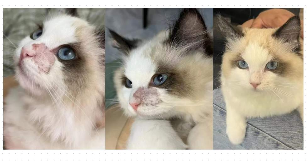 猫咪感染猫癣怎么办?