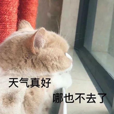 猫癣怎么治疗?