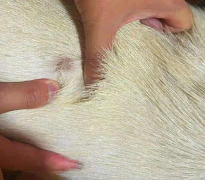 拉布拉多皮肤病克星:宠物主人必看的护理秘籍