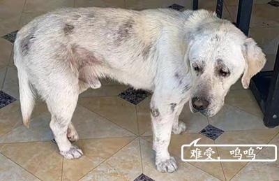 拉布拉多皮肤病克星:宠物主人必看的护理秘籍