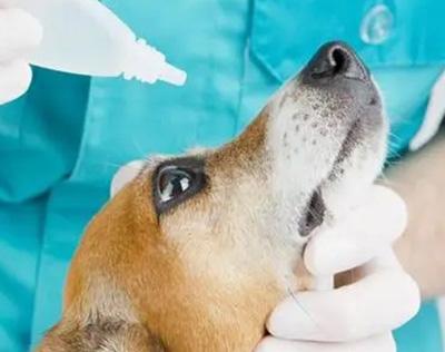 狗狗眼睛上面长红疙瘩是怎么回事?