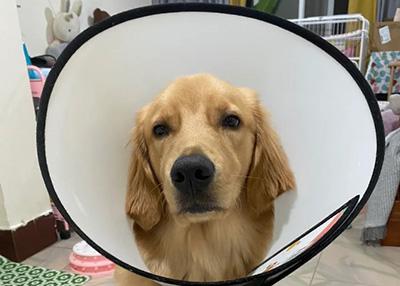 狗狗鼻子长癣?用药要谨慎!