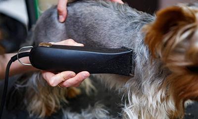 狗狗得皮肤病掉毛皮肤发黑怎么办?