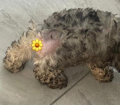 掉毛谜团:泰迪犬屁股掉毛的那些事儿!