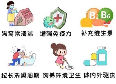 狗狗为什么一到夏季就得皮肤病？