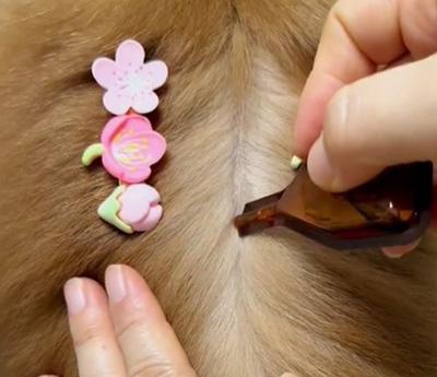 一文读懂:狗狗皮肤过敏用药指南