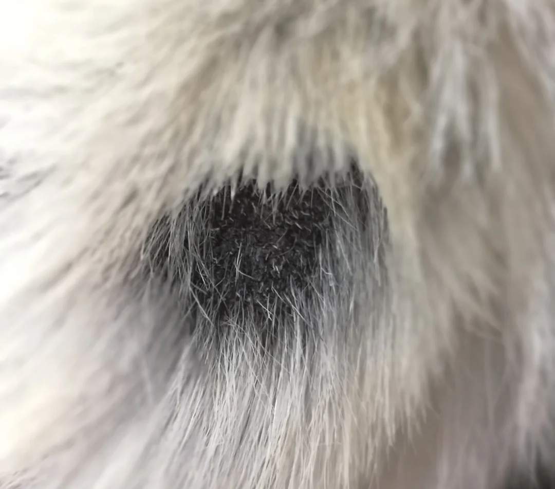 猫咪皮肤病黑色斑块
