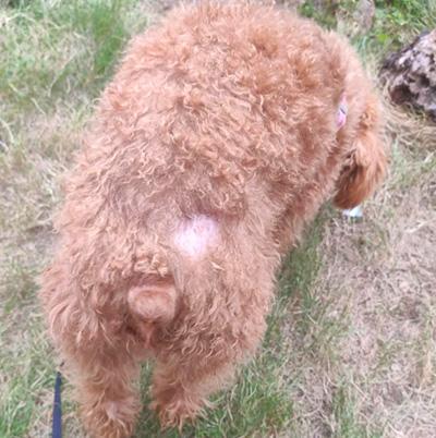 宠物惊现“斑秃”危机:狗狗为何啃咬自己的毛发?