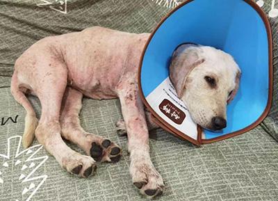 拉布拉多皮肤病克星:宠物主人必看的护理秘籍